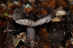 Entoloma medianox