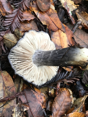 Entoloma medianox