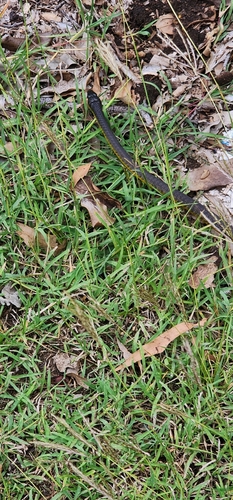 Common Tree Snake sighting