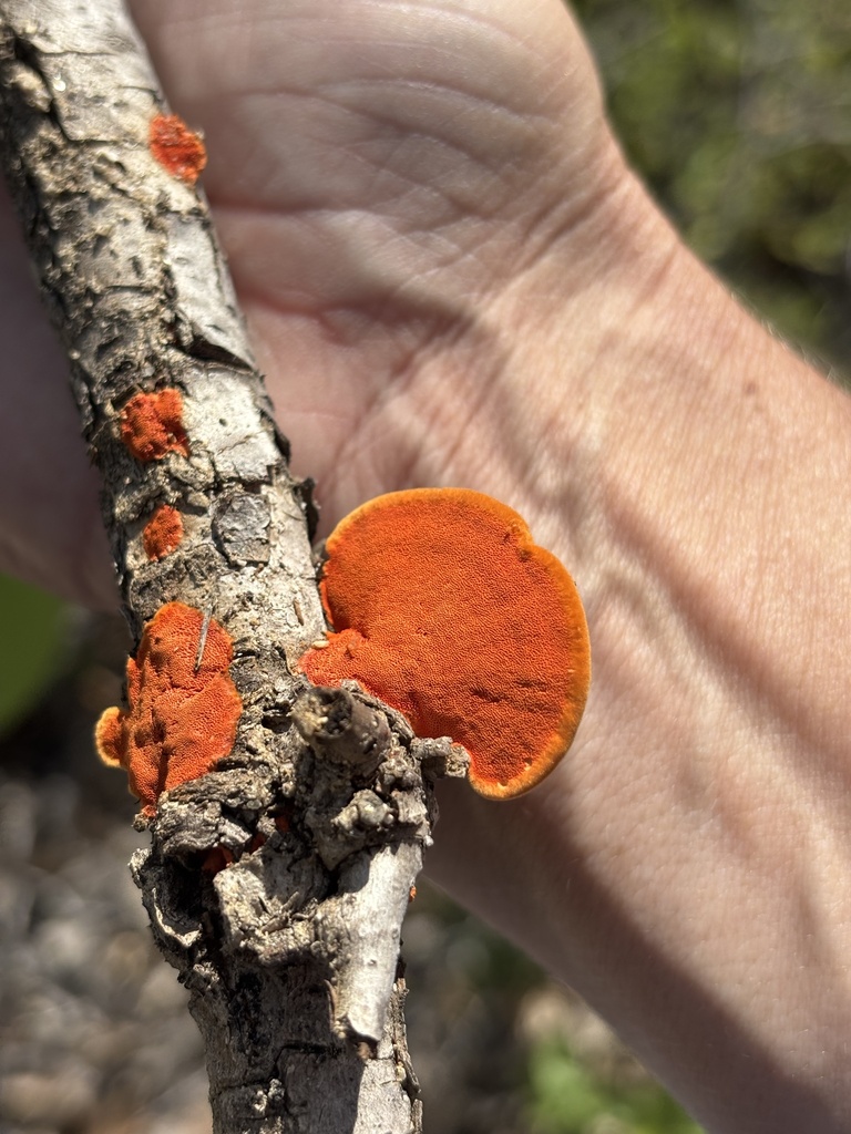 Trametes sanguinea · December 2025 · photo: © sulavanderplank (iNaturalist, cc-by)