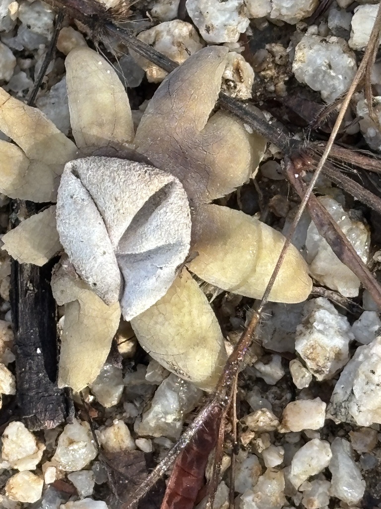 Astraeus hygrometricus · December 2025 · photo: © sulavanderplank (iNaturalist, cc-by)