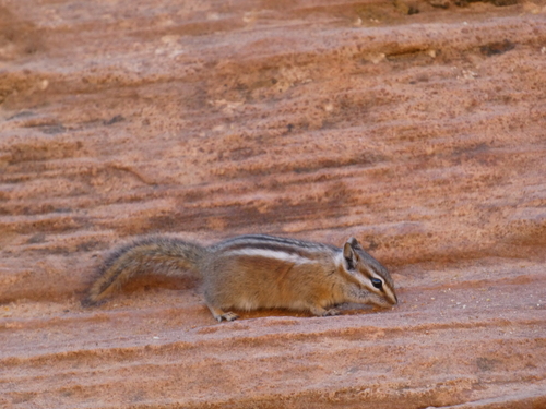 Uinta Chipmunk observed by margueritetate