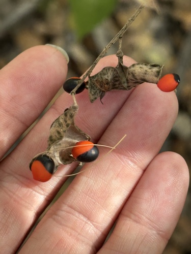 Rhynchosia precatoria, photograph 4