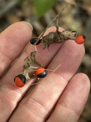 Rhynchosia precatoria, photograph (c) Sula Vanderplank, some rights reserved (CC BY)
