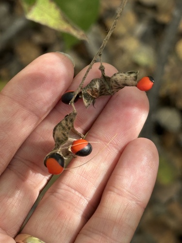 Rhynchosia precatoria, photograph 5