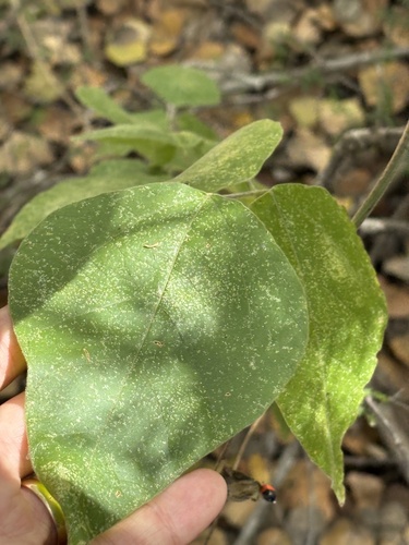 Rhynchosia precatoria, photograph 6