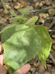 Rhynchosia precatoria, photograph (c) Sula Vanderplank, some rights reserved (CC BY)