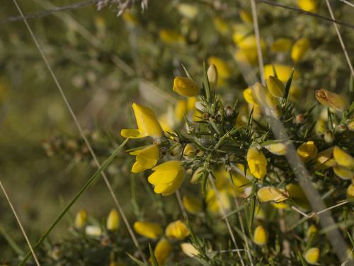 Ulex europaeus observed 2025-11-29