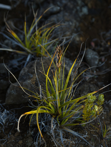 Morelotia gahniiformis observed 2025-11-29
