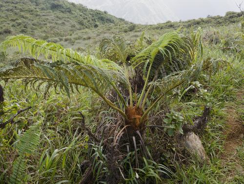 Sadleria cyatheoides observed 2025-11-29
