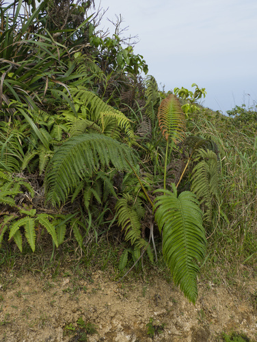 Sadleria cyatheoides observed 2025-11-29