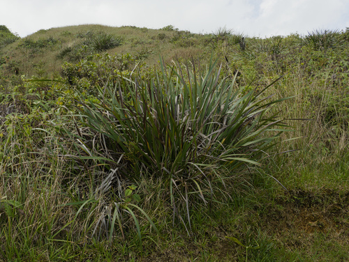 Machaerina angustifolia observed 2025-11-29