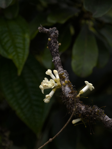 Pittosporum glabrum observed 2025-11-29