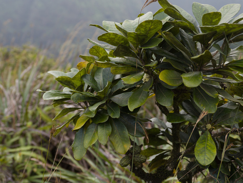 Pittosporum glabrum observed 2025-11-29