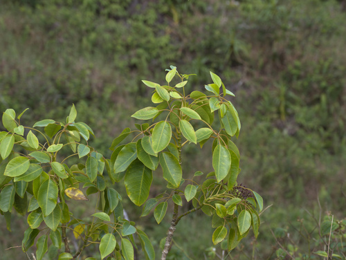 Cheirodendron trigynum observed 2025-11-29