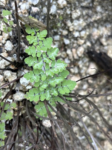 Baja California false cloak fern (Argyrochosma peninsularis)