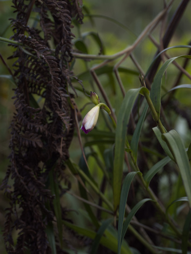 Arundina graminifolia observed 2025-11-29