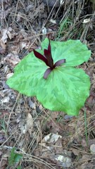 Trillium angustipetalum