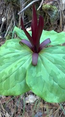 Trillium angustipetalum