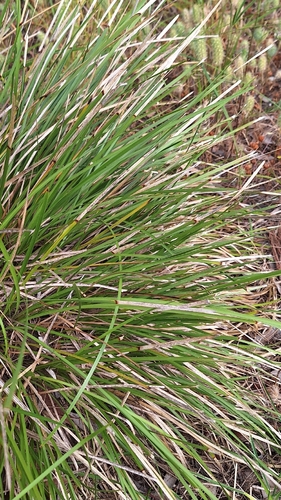 Lomandra densiflora, photograph 6