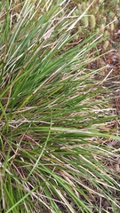 Lomandra densiflora, photograph author not stated, no rights reserved