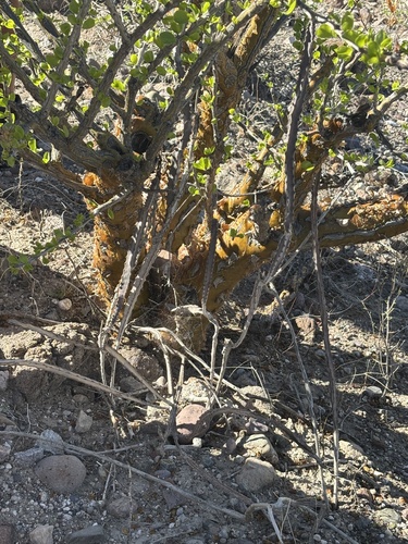 Peniocereus johnstonii, photograph 3