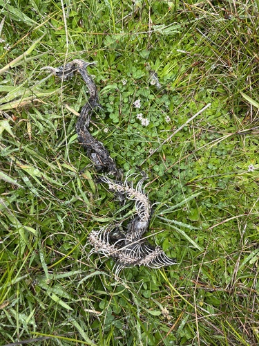 Australian Elapids (inc. Sea Snakes) sighting