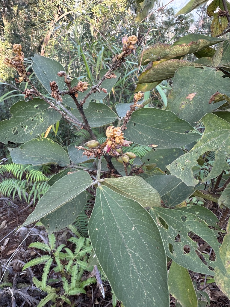 Flemingia latifolia