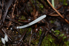 Clavaria falcata
