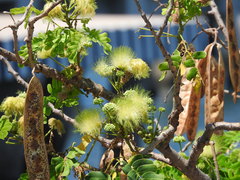 Albizia lebbeck
