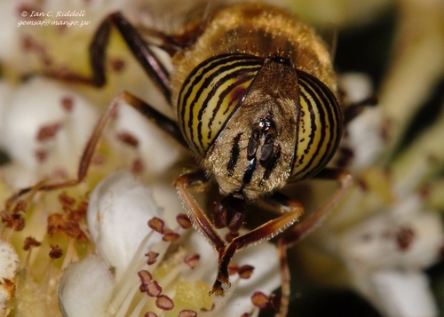 Stripe-eyed Lagoon Fly, Harare, Zimbabwe, photo 9 of 10