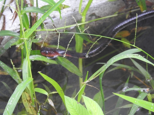 Rhabdophis flaviceps observed 2025-12-13