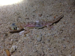 Pachydactylus rangei