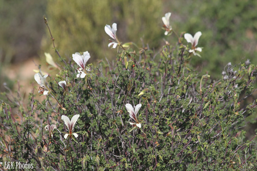 Pelargonium praemorsum (Andrews) F.Dietr.