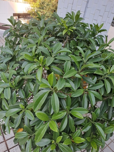Celastrus hindsii iNat (1)