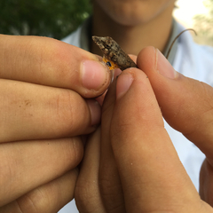 Anolis ustus