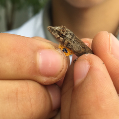 Anolis ustus