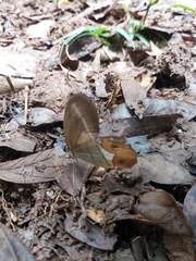 Pierella nereis