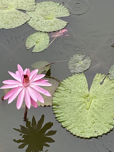 Nymphaea × rosea