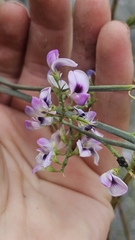 Carmichaelia glabrescens