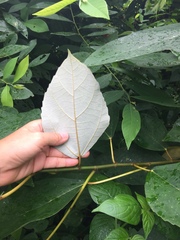 Ficus grossularioides
