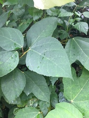 Ficus grossularioides