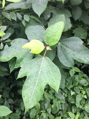 Ficus grossularioides