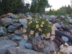 Diplacus grandiflorus