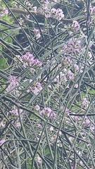 Carmichaelia glabrescens, photograph author not stated, no rights reserved
