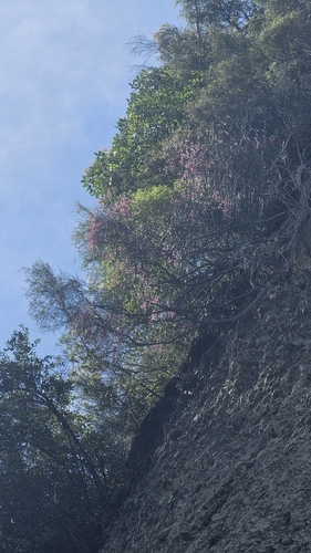 Carmichaelia glabrescens, photograph 6