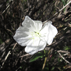 Oenothera kunthiana