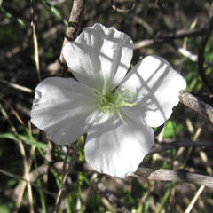 Oenothera kunthiana