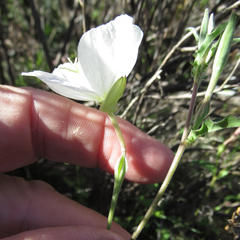 Oenothera kunthiana