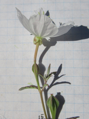 Oenothera kunthiana